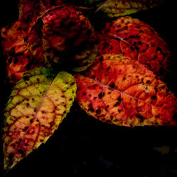 High angle view of autumn leaves on black background