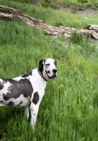 Dog standing in tall forest grass.