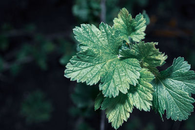 Close-up of fresh green leaves