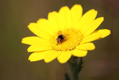 Close-up of insect on yellow flower