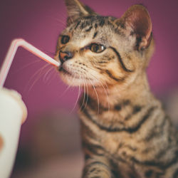 Close-up of a cat looking away