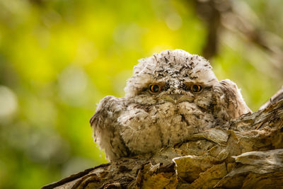 Portrait of tawny frogmouth perching on tree trunk