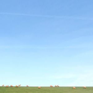 Scenic view of agricultural field against clear blue sky