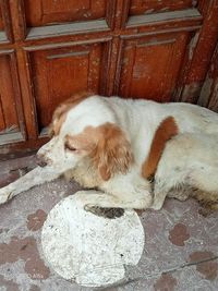 High angle view of a dog sleeping