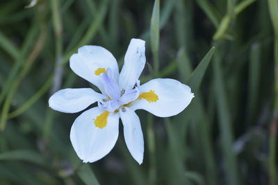 Close-up of white flowering plant
