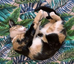 High angle view of cat sleeping on bed