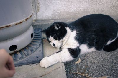 High angle view of cat drinking water