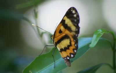 Close-up of butterfly on white flower