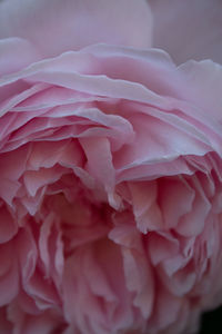 Close-up of pink roses