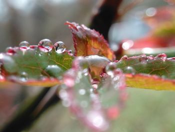 Close-up of wet spider on plant