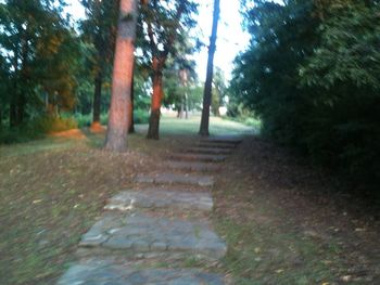 Trees in forest