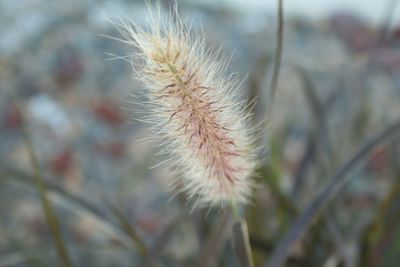 Close up of dandelion