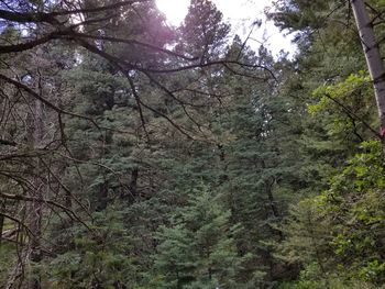 Low angle view of trees in forest