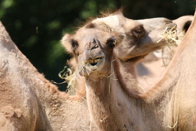 Close-up of a horse in zoo