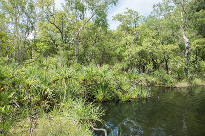 Scenic view of forest