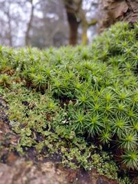 Close-up of fresh green plants