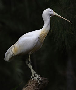 Close-up of bird perching on tree