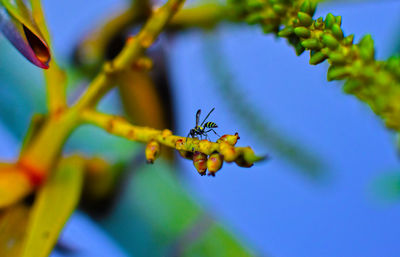 Low angle view of insect on plant against blue sky