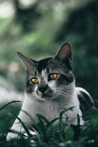 A cat looking curiously on something else with the eye color emphasized.