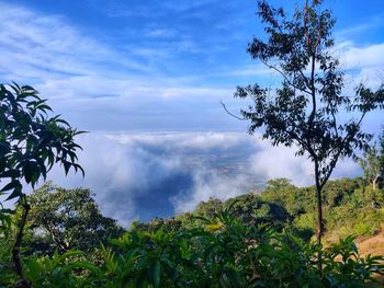 Scenic view of trees against sky