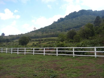 Scenic view of field against sky