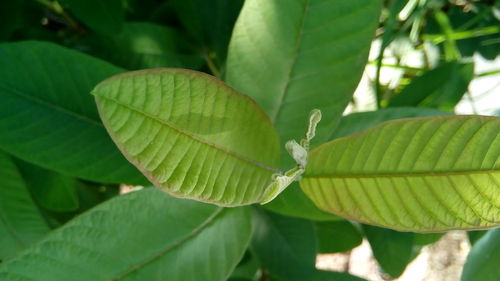 Close-up of green leaf on plant