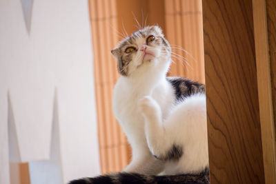 Cat looking away while sitting on wood