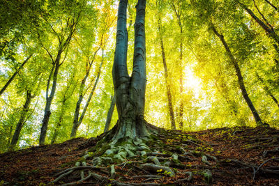 Trees in forest