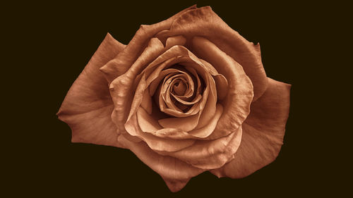 Close-up of rose