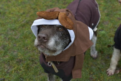Midsection of person with dog on field