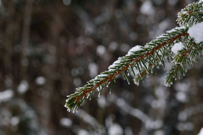 Close-up of pine tree during winter