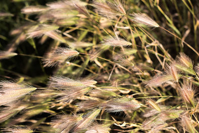 Close-up of dried plant on field