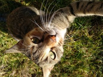 Close-up of cat