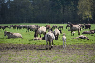 Horses on field against trees