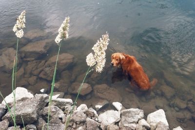 Cat in water
