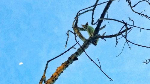 Low angle view of bare tree against blue sky