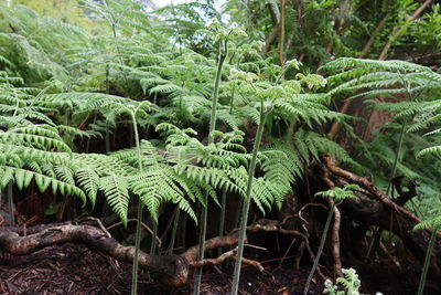 Close-up of fresh green trees in forest