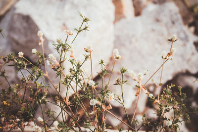 Close-up of white flowering plants