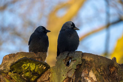 Close-up of bird perching on tree