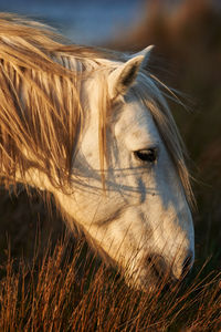 Horse in a field