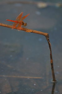 Close-up of insect on water