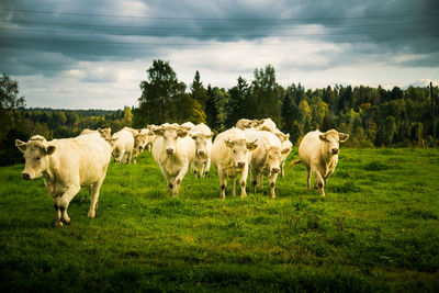 A beautiful white cows in the field. rural landscape with cattle.