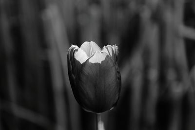 Close-up of rose bud