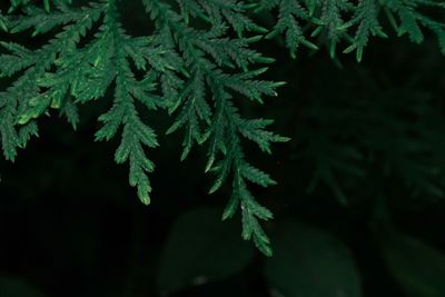 Close-up of pine tree