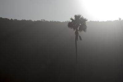 Silhouette trees on landscape against sky