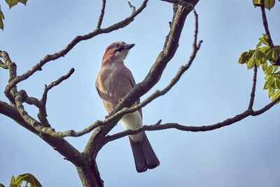 Low angle view of bird perching on tree against sky