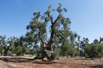 Trees on field against clear blue sky