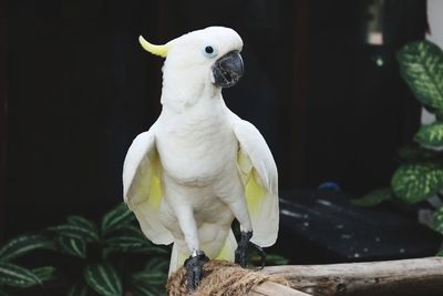 Close-up of parrot perching on branch