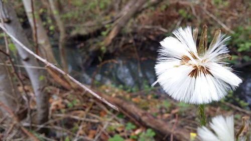 Close-up of white flower