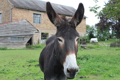 Portrait of horse on field